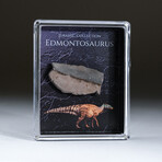 Genuine Edmontosaurus Tooth + Acrylic Display Box