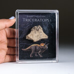 Genuine Triceratops Dinosaur Tooth + Acrylic Display Box