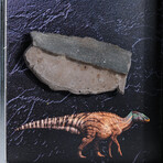 Genuine Edmontosaurus Tooth + Acrylic Display Box