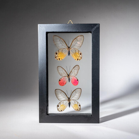 3 Genuine Glasswing Butterflies // Black Display Frame