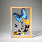 1 Large Morpho + 11 Butterflies // Natural Wood Display Frame