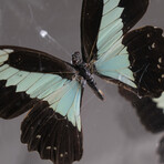 Genuine Butterflies in Acrylic Shadowbox