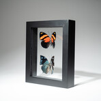 2 Genuine Peruvian Butterflies // Black Display Frame v.3