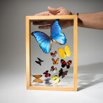 1 Large Morpho + 11 Butterflies // Natural Wood Display Frame