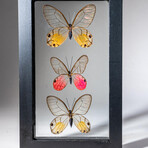 3 Genuine Glasswing Butterflies // Black Display Frame
