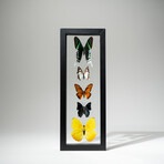 5 Genuine Peruvian Butterflies // Black Display Frame
