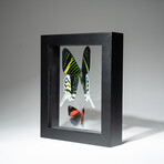 2 Genuine Peruvian Butterflies // Black Display Frame v.1