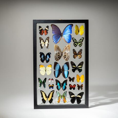 22 Genuine Butterflies // Black Display Frame