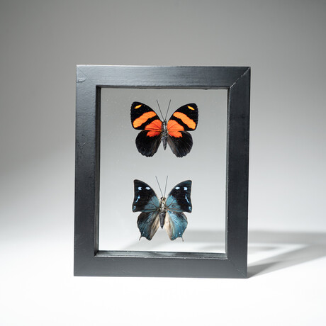 2 Genuine Peruvian Butterflies // Black Display Frame v.3