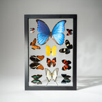 1 Large Morpho + 11 Butterflies // Black Display Frame