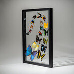 18 Genuine Butterflies // Black Display Frame v.2