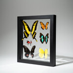 6 Genuine Colorful Butterflies // Black Display Frame