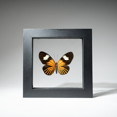 Single Genuine Heliconius Xanthocles Butterfly // Black Display Frame