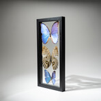 3 Large Genuine Butterflies // Black Display Frame