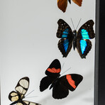 9 Genuine Peruvian Butterflies // Black Display Frame