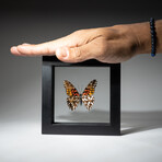 Single Genuine Dione Moneta Butterfly // Black Display Frame