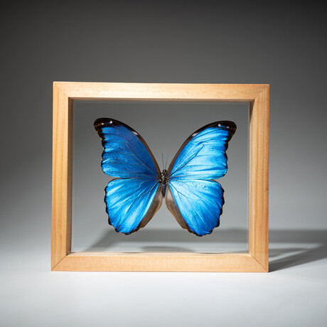 Genuine Single Morpho Didius // Natural Wood Frame