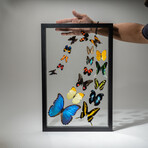 18 Genuine Butterflies // Black Display Frame v.2