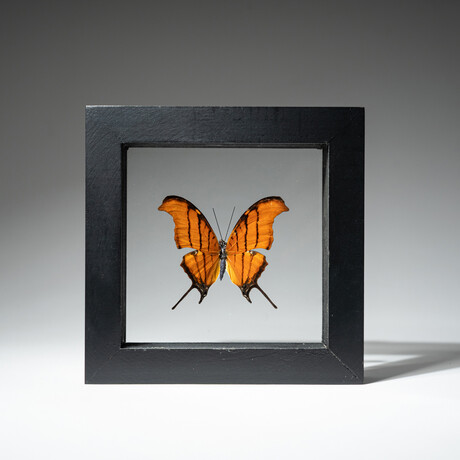 Single Genuine Marpesia Butterfly // Black Display Frame
