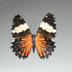 Single Genuine Hamadryas Amphinome Butterfly // Black Display Frame