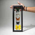 5 Genuine Peruvian Butterflies // Black Display Frame