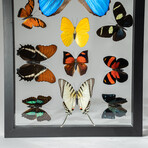 1 Large Morpho + 11 Butterflies // Black Display Frame