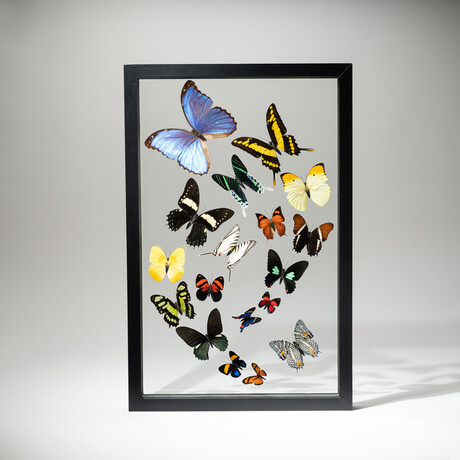 18 Genuine Butterflies // Black Display Frame v.1