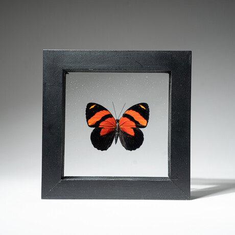 Single Genuine Callicore Cynosura Butterfly // Black Display Frame