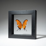 Single Genuine Marpesia Butterfly // Black Display Frame