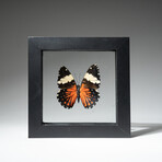 Single Genuine Hamadryas Amphinome Butterfly // Black Display Frame