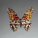 Single Genuine Dione Moneta Butterfly // Black Display Frame
