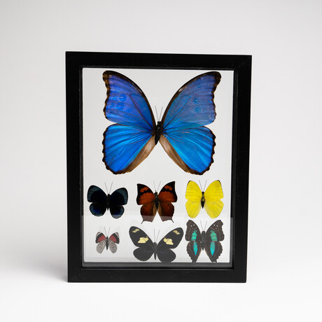 1 Large Morpho + 6 Butterflies // Black Display Frame