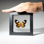 Single Genuine Heliconius Xanthocles Butterfly // Black Display Frame