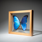 Genuine Single Morpho Didius // Natural Wood Frame