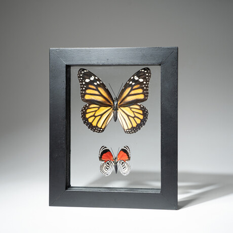 2 Genuine Peruvian Butterflies // Black Display Frame v.2