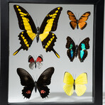 6 Genuine Colorful Butterflies // Black Display Frame