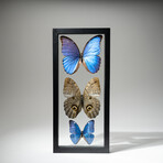 3 Large Genuine Butterflies // Black Display Frame