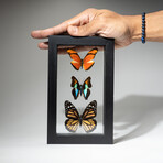3 Genuine Morpho Butterflies // Black Display Frame