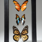 3 Genuine Morpho Butterflies // Black Display Frame