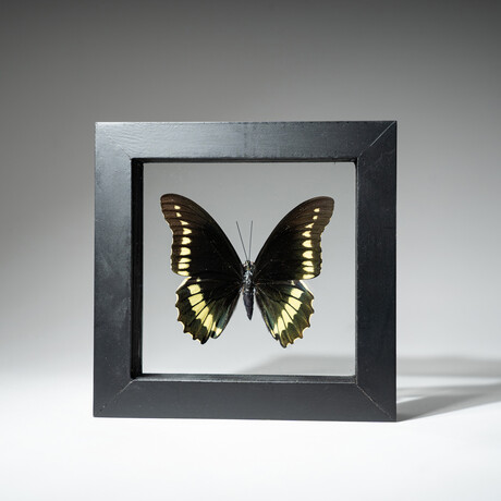 Single Genuine Battus Polydamas Butterfly // Black Display Frame