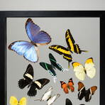 18 Genuine Butterflies // Black Display Frame v.1