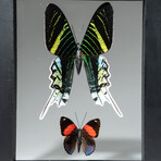 2 Genuine Peruvian Butterflies // Black Display Frame v.1