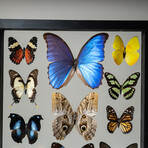 22 Genuine Butterflies // Black Display Frame