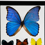 1 Large Morpho + 6 Butterflies // Black Display Frame