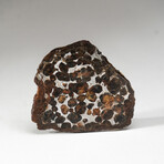 Genuine Seymchan Pallasite Meteorite Slab // 37.7 g