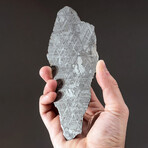 Genuine Muonionalusta Meteorite Slice