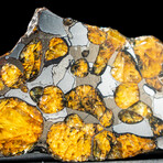 Genuine Seymchan Pallasite Meteorite Slice + Display Box // 13.5 g