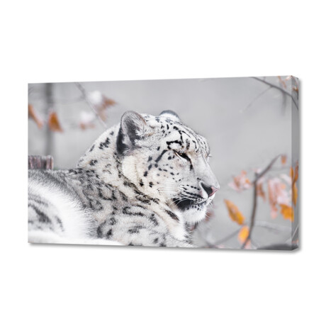 Snow Leopard (8"H x 12"W x 0.75"D)