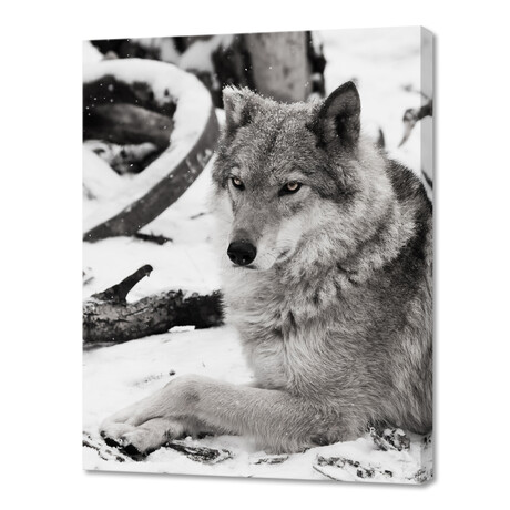 Gray Wolf Female in the Snow (10"H x 8"W x 0.75"D)
