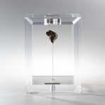 Sikhote Alin Meteorite // Siberia // Medium Space Box // Ver. 1